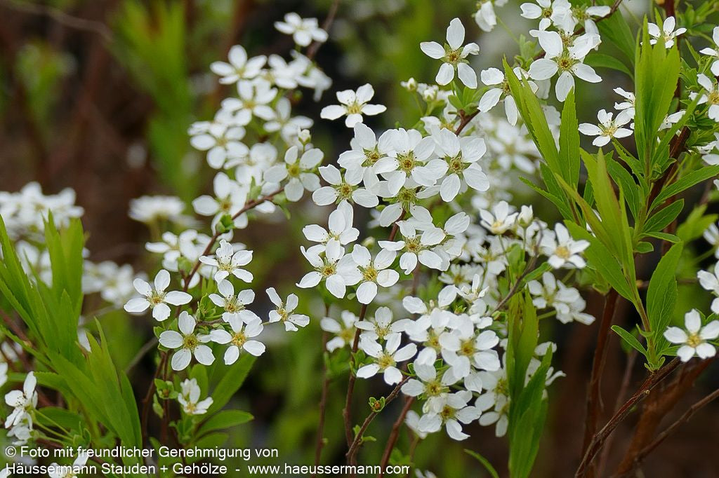Frühlings-Spiere (Spiraea thunbergii)