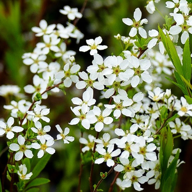 Frühlings-Spiere (Spiraea thunbergii)