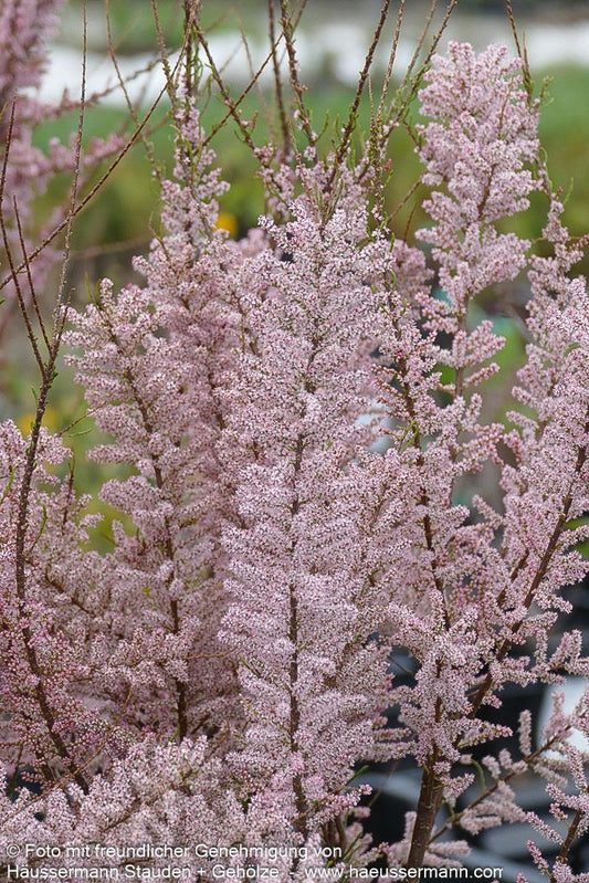 Frühlings-Tamariske (Tamarix tetrandra)