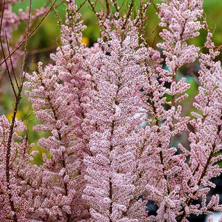 Frühlings-Tamariske (Tamarix tetrandra)
