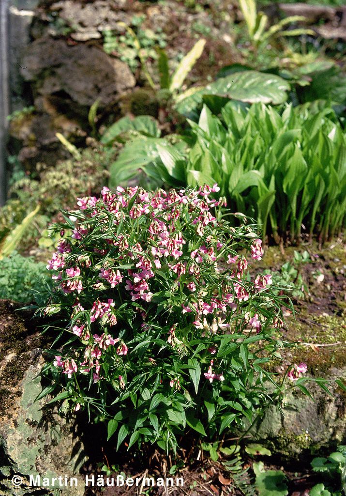 Frühlings-Wicke (Lathyrus vernus)