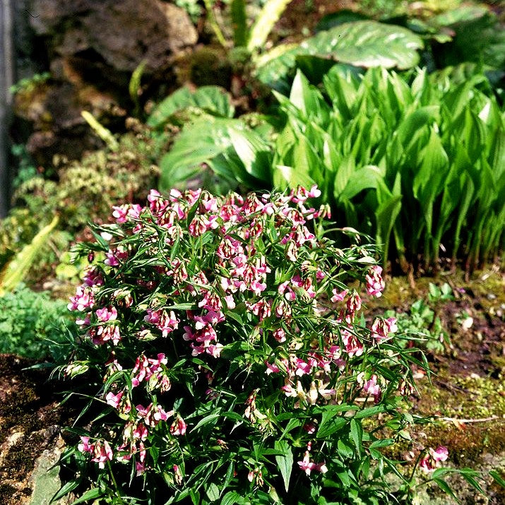 Frühlings-Wicke (Lathyrus vernus)