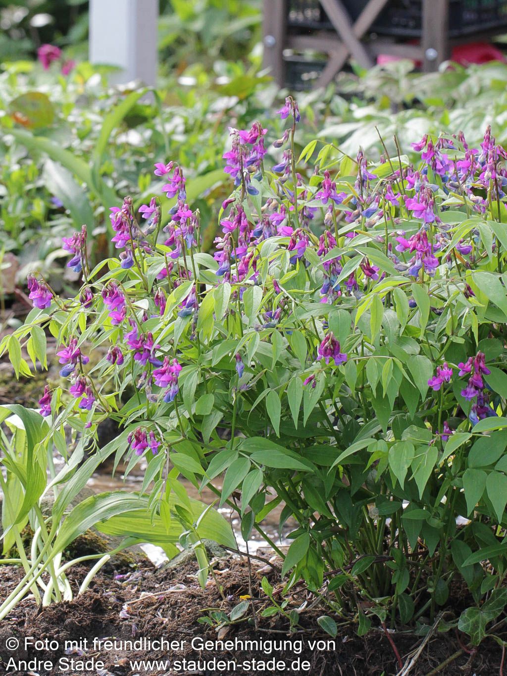 Frühlings-Wicke (Lathyrus vernus)