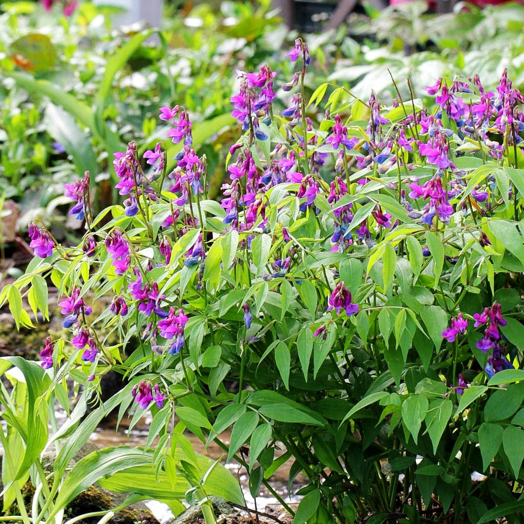 Frühlings-Wicke (Lathyrus vernus)