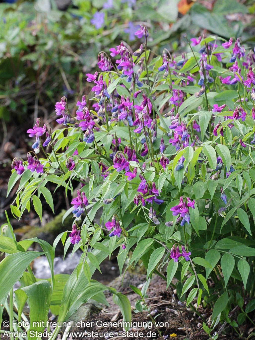 Frühlings-Wicke (Lathyrus vernus)