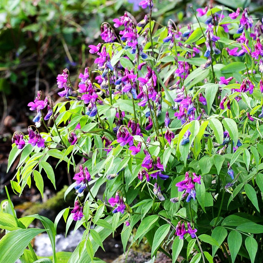 Frühlings-Wicke (Lathyrus vernus)