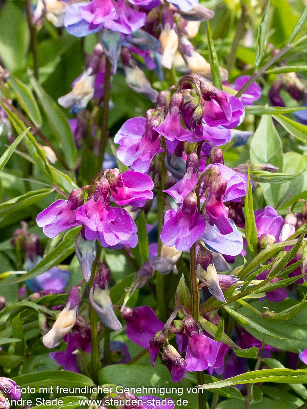 Frühlings-Wicke (Lathyrus vernus)