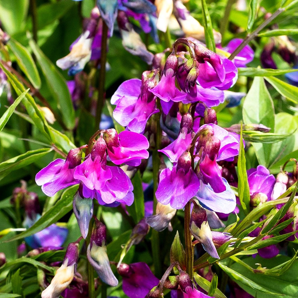 Frühlings-Wicke (Lathyrus vernus)