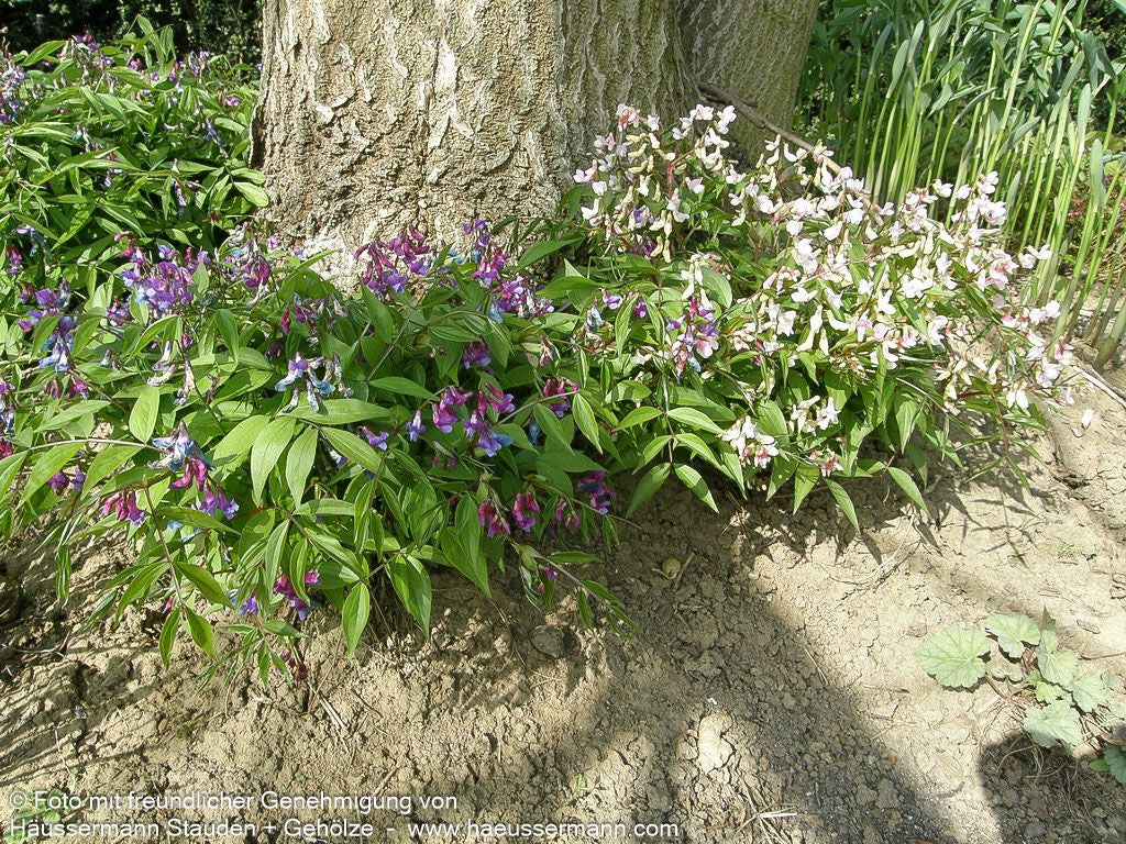 Frühlings-Wicke (Lathyrus vernus)