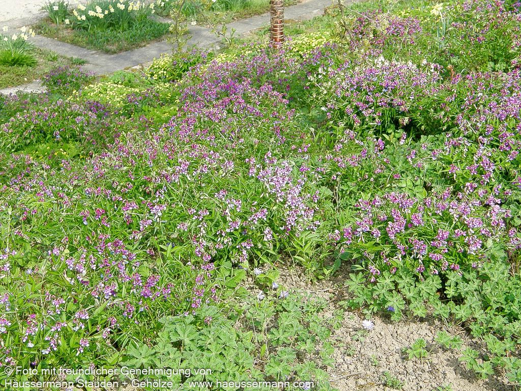 Frühlings-Wicke (Lathyrus vernus)