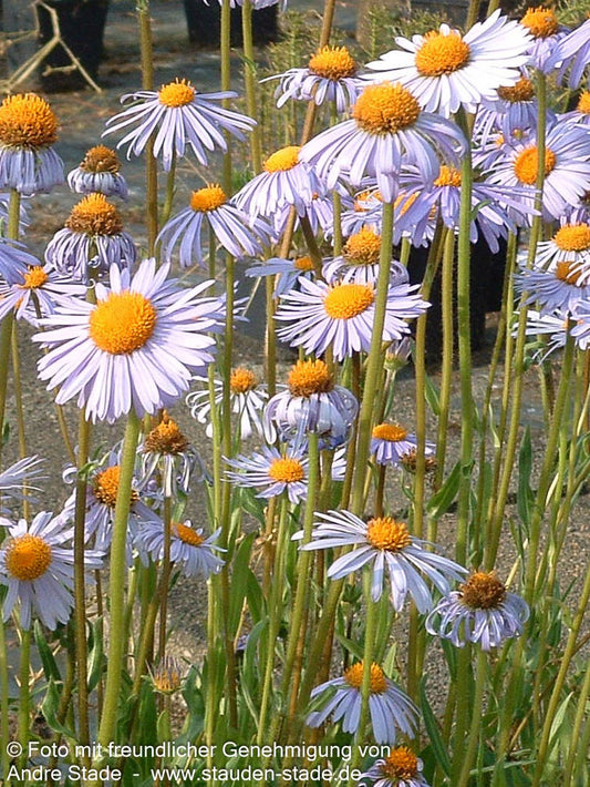 Frühsommer-Aster 'Wartburgstern' (Aster tongolensis ,)