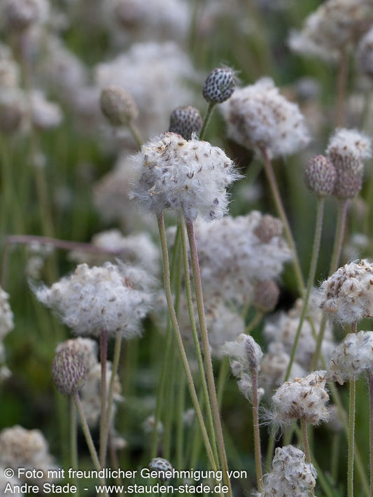Frühsommer-Windröschen 'Rubra' (Anemone multifida)