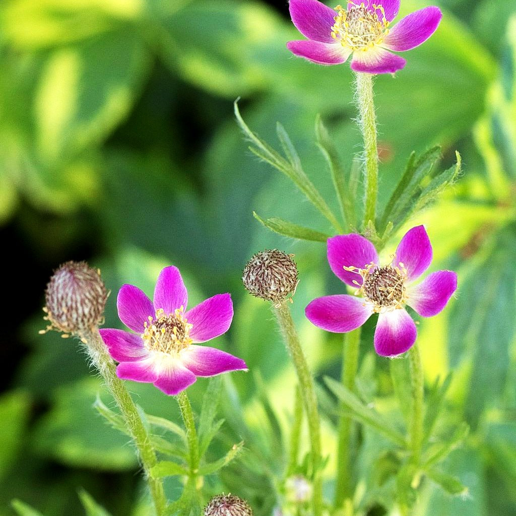 Frühsommer-Windröschen 'Rubra' (Anemone multifida)
