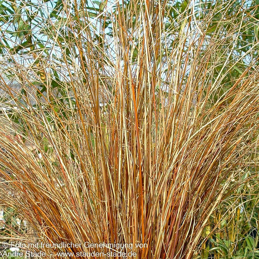 Fuchsrote Segge (Carex buchananii)