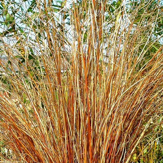 Fuchsrote Segge (Carex buchananii)