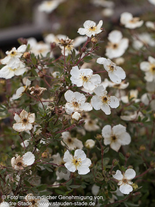 Fünffingerstrauch 'Abbotswood' (Potentilla fruticosa)