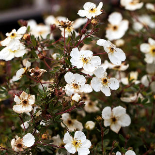 Fünffingerstrauch 'Abbotswood' (Potentilla fruticosa)