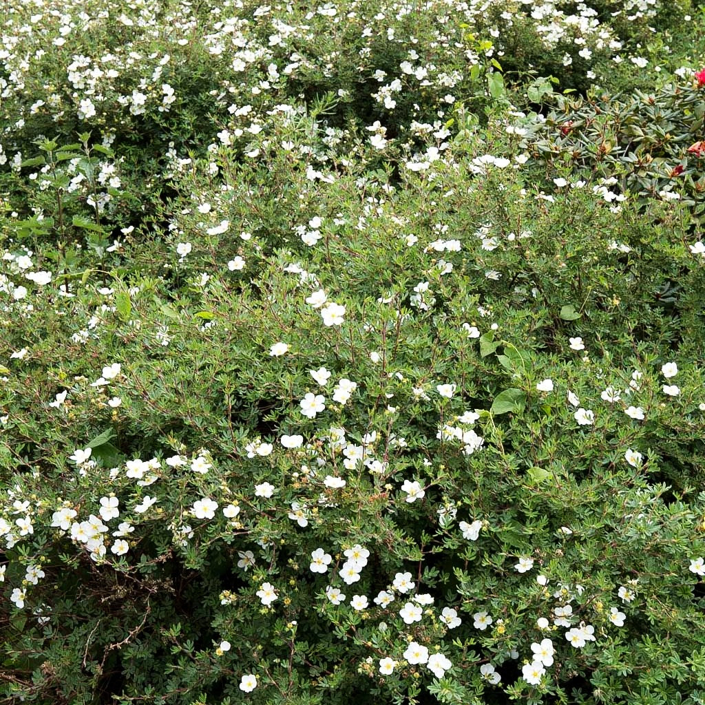 Fünffingerstrauch 'Abbotswood' (Potentilla fruticosa)
