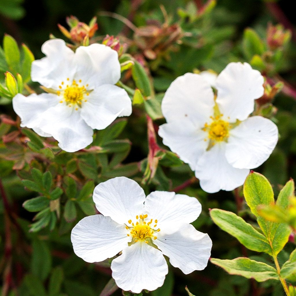 Fünffingerstrauch 'Abbotswood' (Potentilla fruticosa)