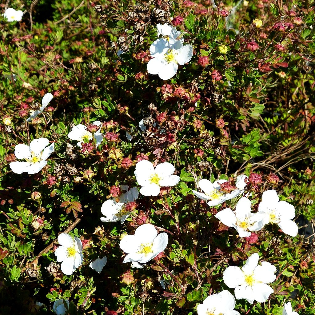 Fünffingerstrauch 'Abbotswood' (Potentilla fruticosa)