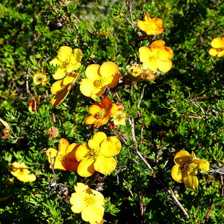 Fünffingerstrauch 'Annette' (Potentilla fruticosa)