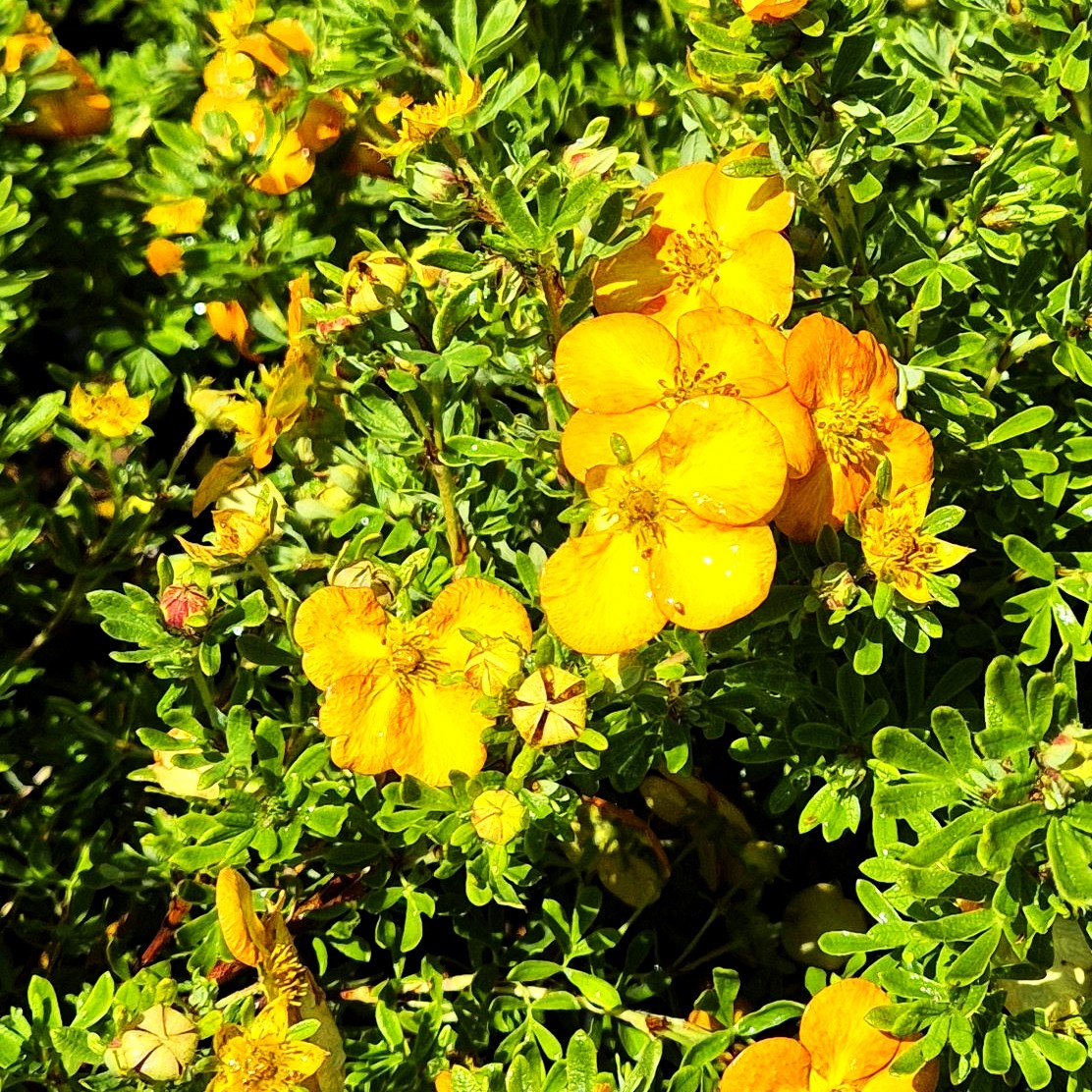 Fünffingerstrauch 'Bella Sol' (Potentilla fruticosa)