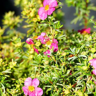 Fünffingerstrauch 'Bellissima' (Potentilla fruticosa)