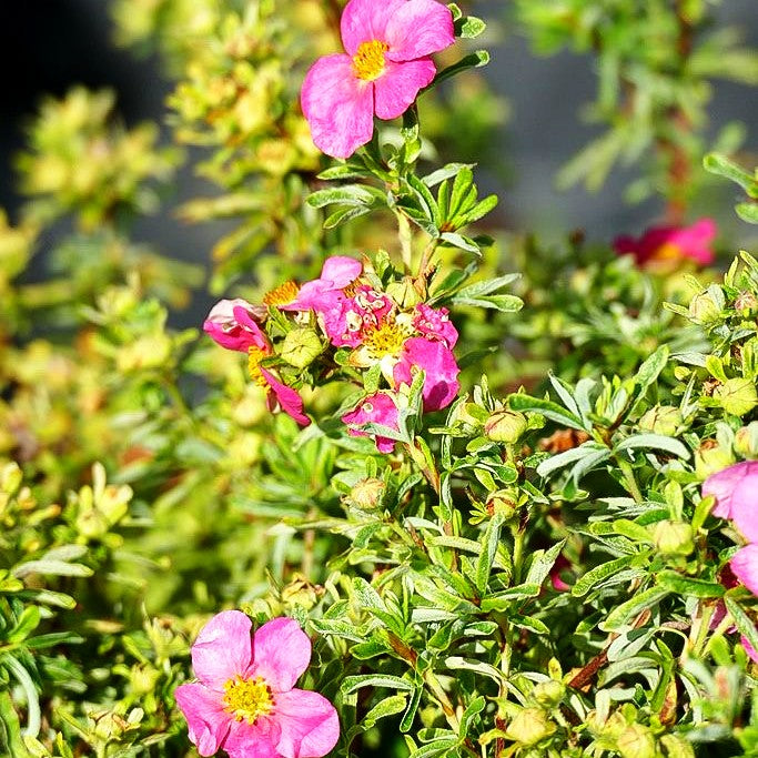 Fünffingerstrauch 'Bellissima' (Potentilla fruticosa)