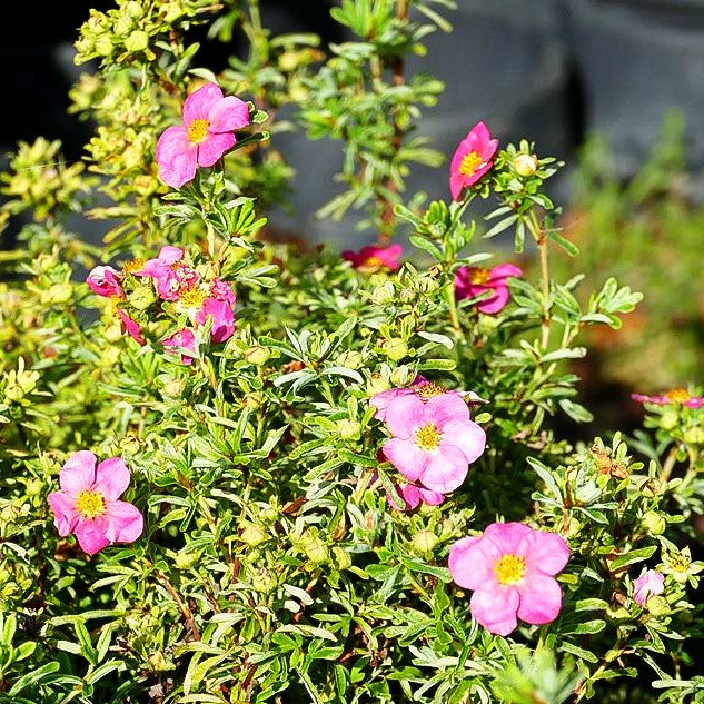 Fünffingerstrauch 'Bellissima' (Potentilla fruticosa)
