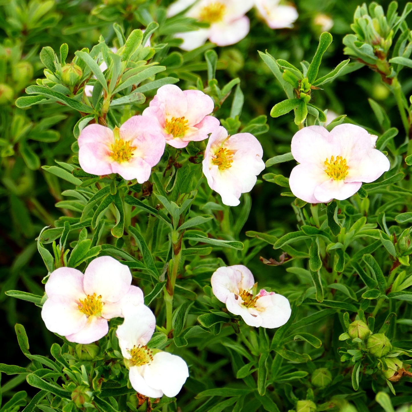 Fünffingerstrauch 'Bellissima' (Potentilla fruticosa)