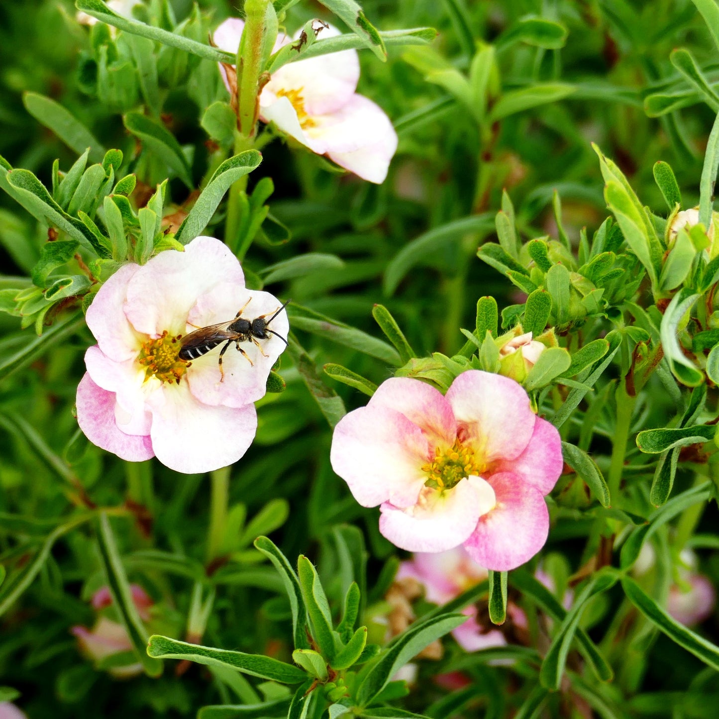 Fünffingerstrauch 'Bellissima' (Potentilla fruticosa)