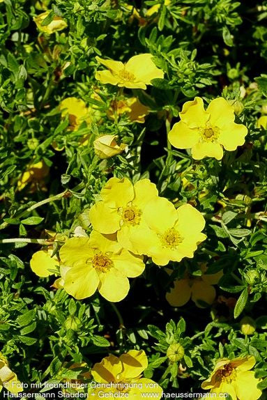 Fünffingerstrauch 'Dakota Sunspot' (Potentilla fruticosa)