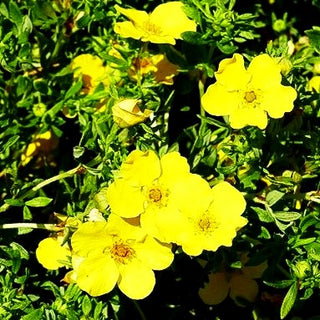 Fünffingerstrauch 'Dakota Sunspot' (Potentilla fruticosa)