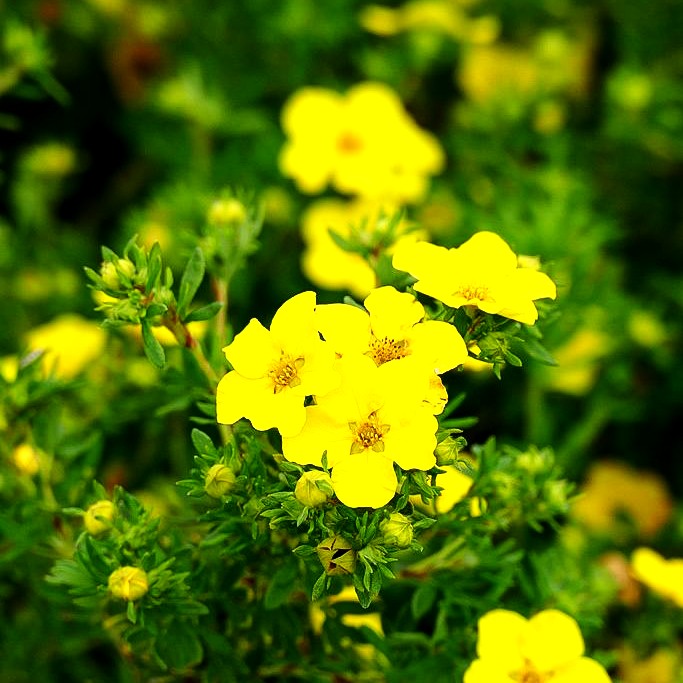 Fünffingerstrauch 'Dakota Sunspot' (Potentilla fruticosa)