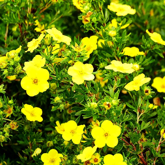 Fünffingerstrauch 'Dakota Sunspot' (Potentilla fruticosa)