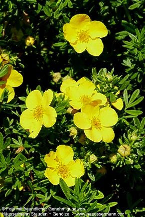 Fünffingerstrauch 'Goldfinger' (Potentilla fruticosa)