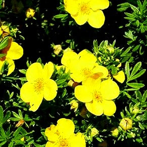 Fünffingerstrauch 'Goldfinger' (Potentilla fruticosa)