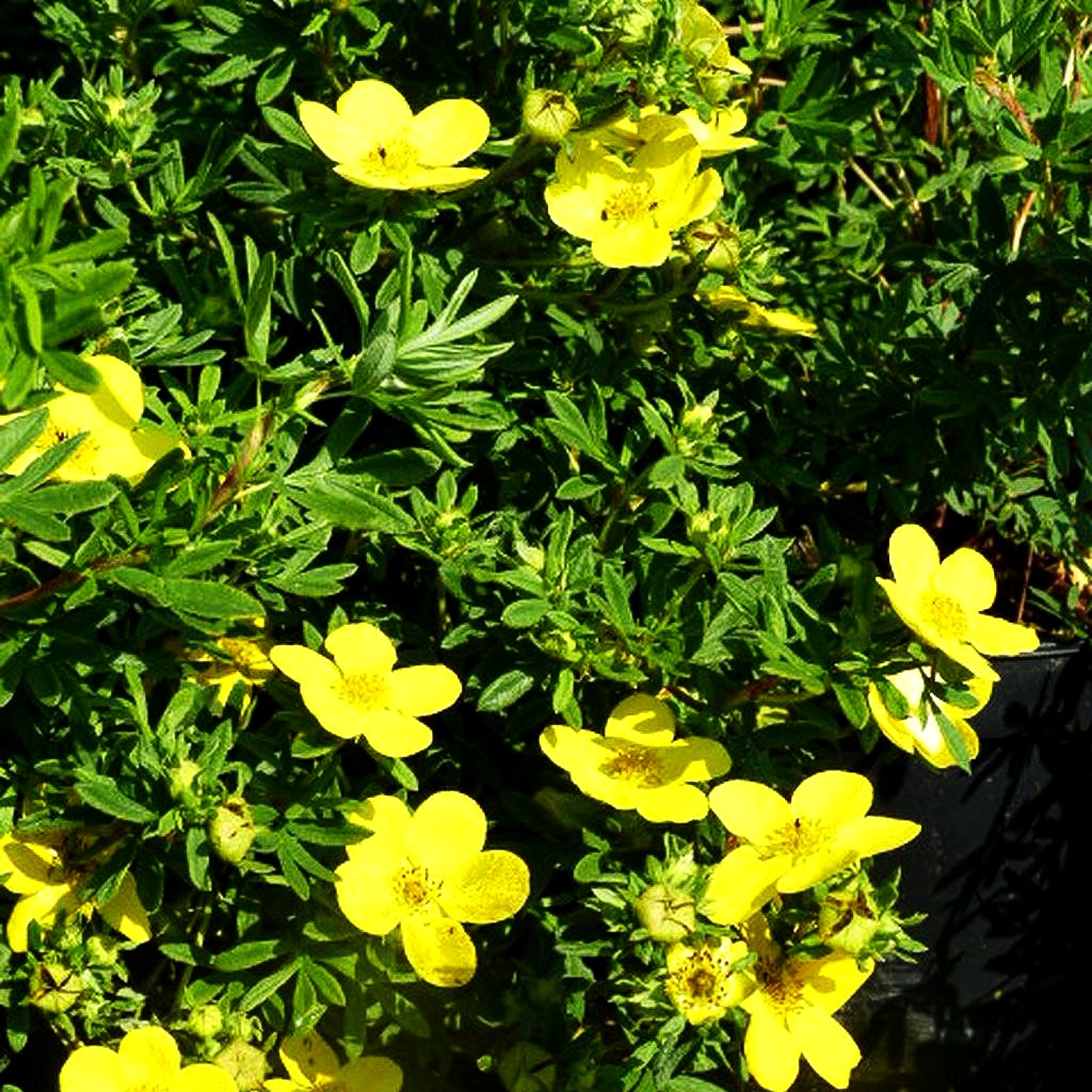 Fünffingerstrauch 'Goldfinger' (Potentilla fruticosa)