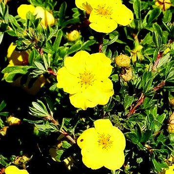Fünffingerstrauch 'Goldstar' (Potentilla fruticosa)