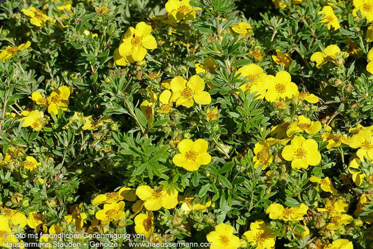Fünffingerstrauch 'Goldteppich' (Potentilla fruticosa)