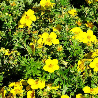 Fünffingerstrauch 'Goldteppich' (Potentilla fruticosa)