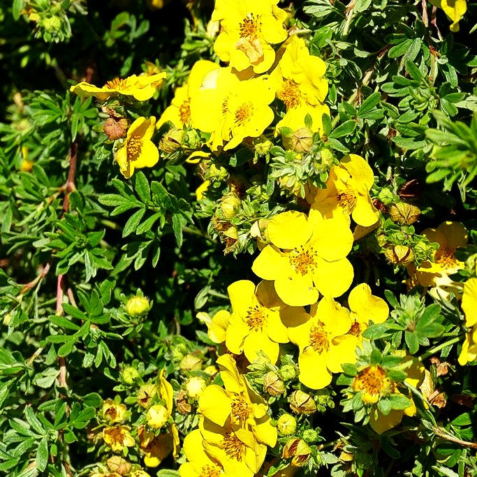 Fünffingerstrauch 'Goldteppich' (Potentilla fruticosa)