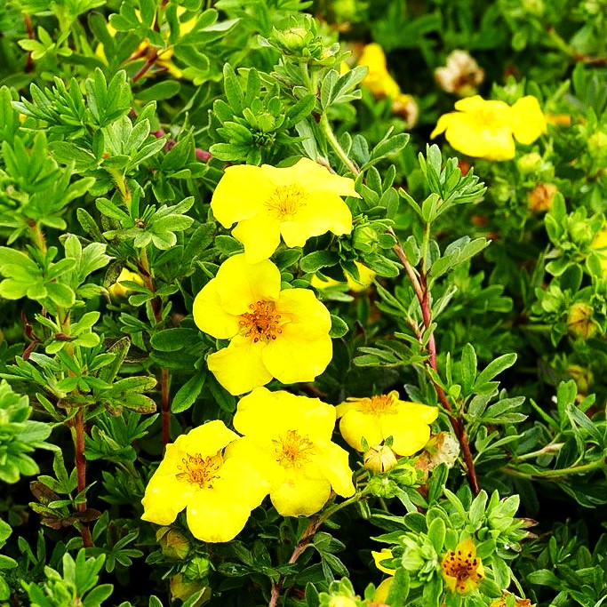 Fünffingerstrauch 'Goldteppich' (Potentilla fruticosa)