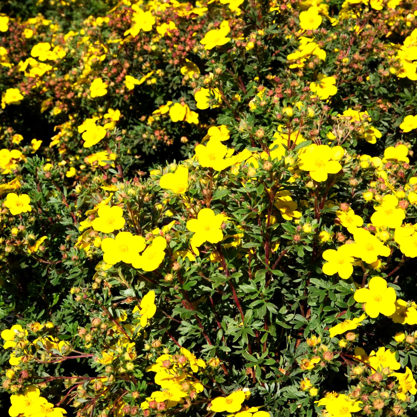 Fünffingerstrauch 'Goldteppich' (Potentilla fruticosa)