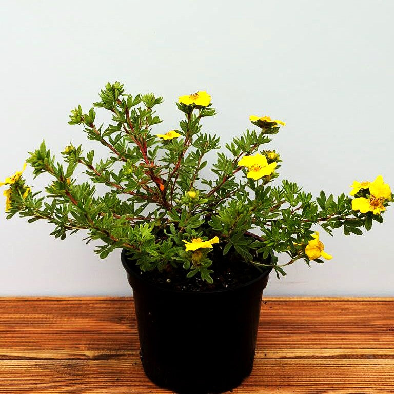 Fünffingerstrauch 'Goldteppich' (Potentilla fruticosa)