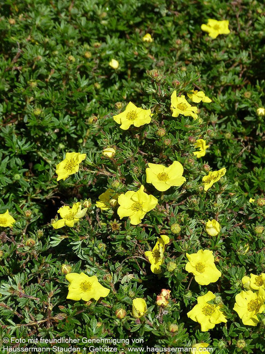 Fünffingerstrauch 'Kobold' (Potentilla fruticosa)