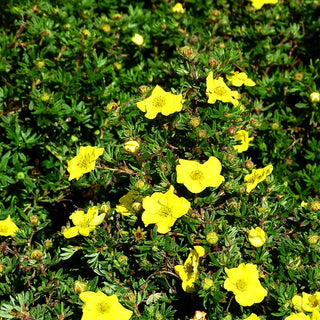 Fünffingerstrauch 'Kobold' (Potentilla fruticosa)