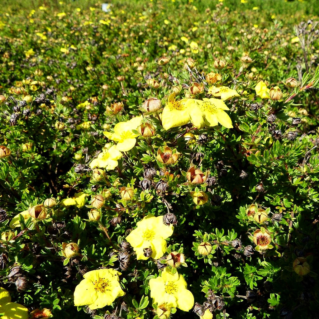 Fünffingerstrauch 'Kobold' (Potentilla fruticosa)