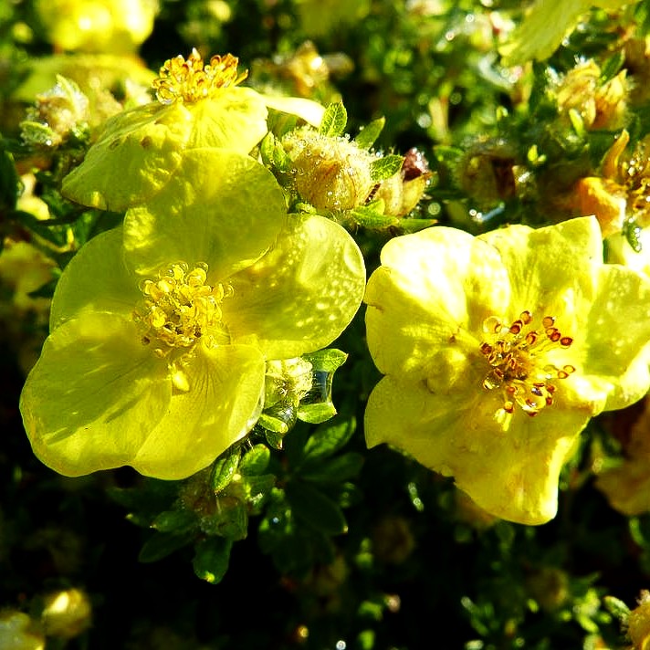 Fünffingerstrauch 'Kobold' (Potentilla fruticosa)
