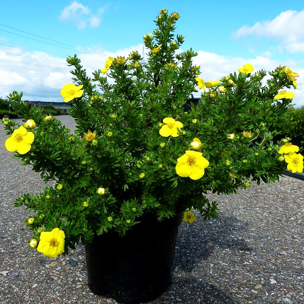 Fünffingerstrauch 'Kobold' (Potentilla fruticosa)